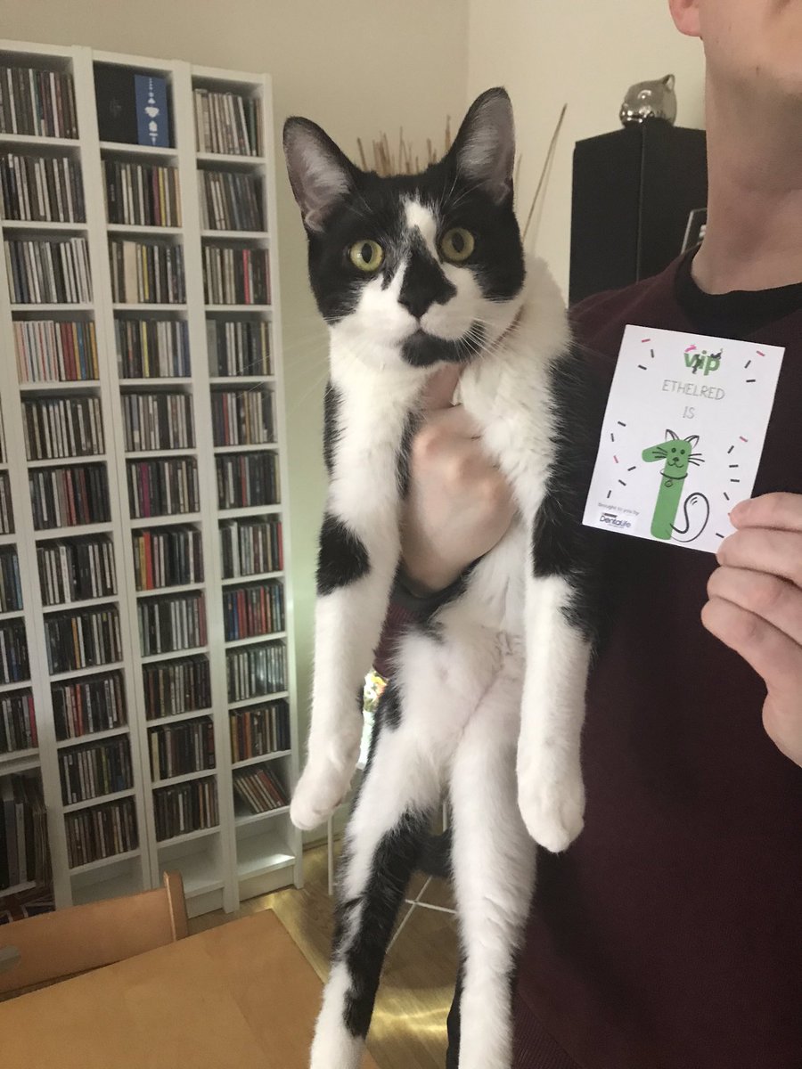 _MattStrong's tweet image. Ethelred’s first birthday! 😻 @PetsatHome #VIPpetsbirthday
