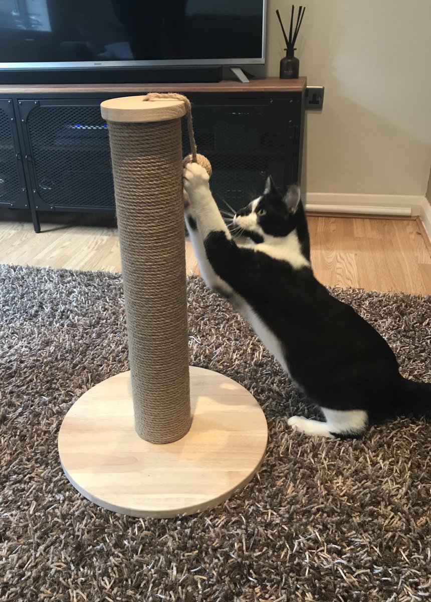 _MattStrong's tweet image. Ethelred’s first birthday! 😻 @PetsatHome #VIPpetsbirthday