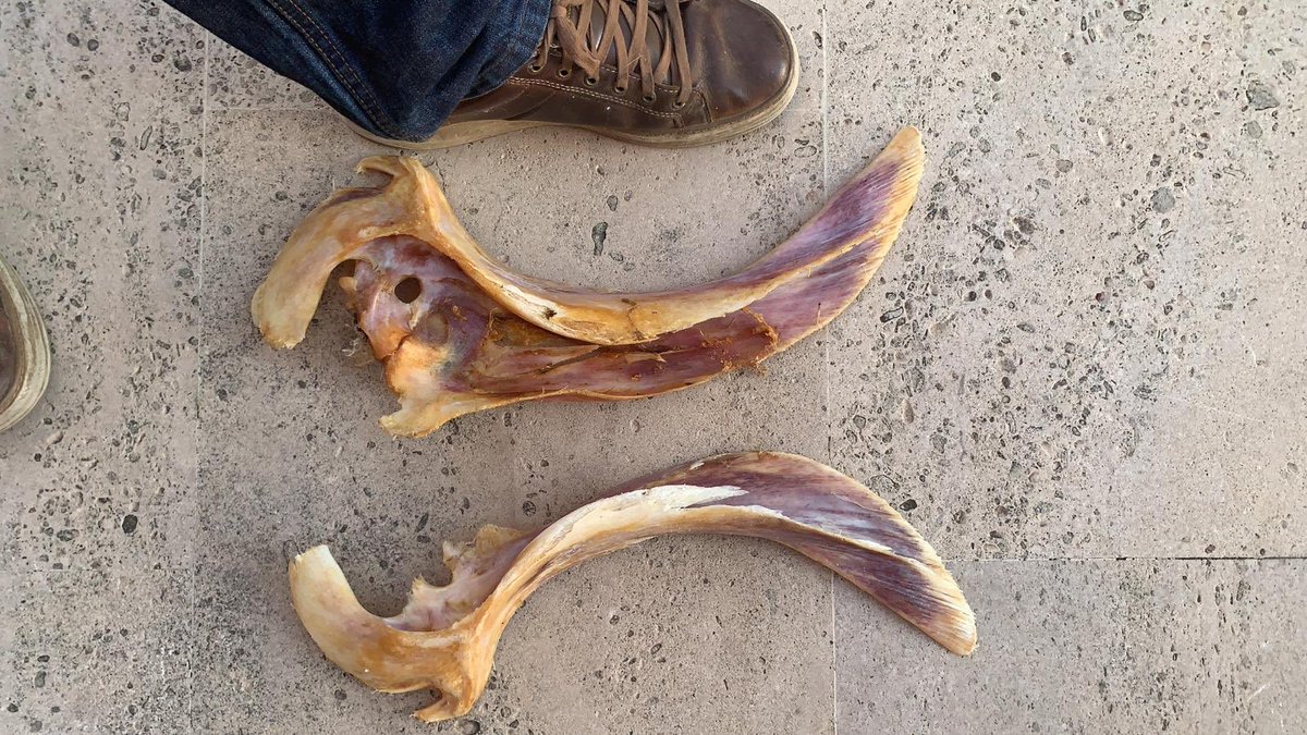 RobertEFuller's tweet photo. can you help me ID these bones? Found them washed up on a beach at #calaboquer in port de Pollença, Mallorca @whalesorg @WildAboutWhales https://t.co/8Y7Nk0P45U