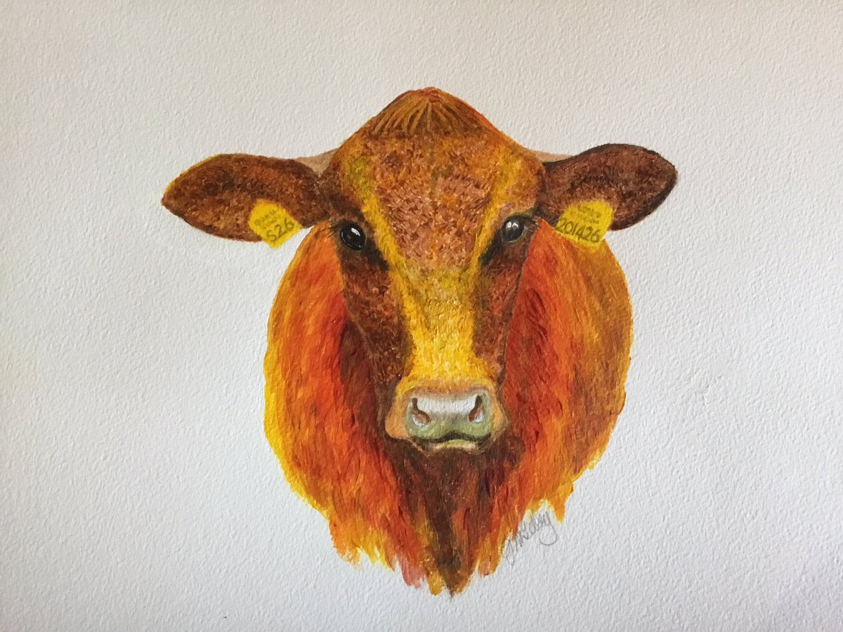 juliatetley's tweet photo. This commissioned little beauty is now complete with her ear tag numbers painted in today ready to go off to her home shortly. Acrylic paint on quality textured paper. #BeautifulCow #PrettyCow #GentleEyes #LoveCows #Painting #Hobbies #acrylicpaints #HowNowBrownCow https://t.co/eAH5DFufi3