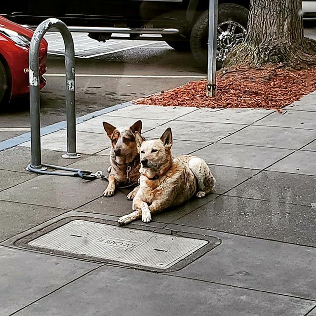 The goodest boys waited so patiently for their owner on Grand Ave yesterday. Jordan and I watched them the whole time while we ate chicken sandwiches. The smell of the chicken was but a mere tiny distraction for the goodest boys! ift.tt/2HLztTq