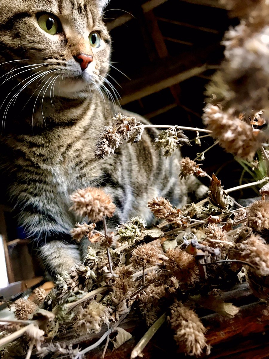 TamilToes's tweet photo. Uh Oh π Someoneβs found the drying π±ππ± #CatNip #NipRoom #Nip #SundayFunday #CatsOfTwitter #NipStation #FelineFine #NipTastico #AdoptDontShop #Ruipee #Cats https://t.co/XEIxICv6qi