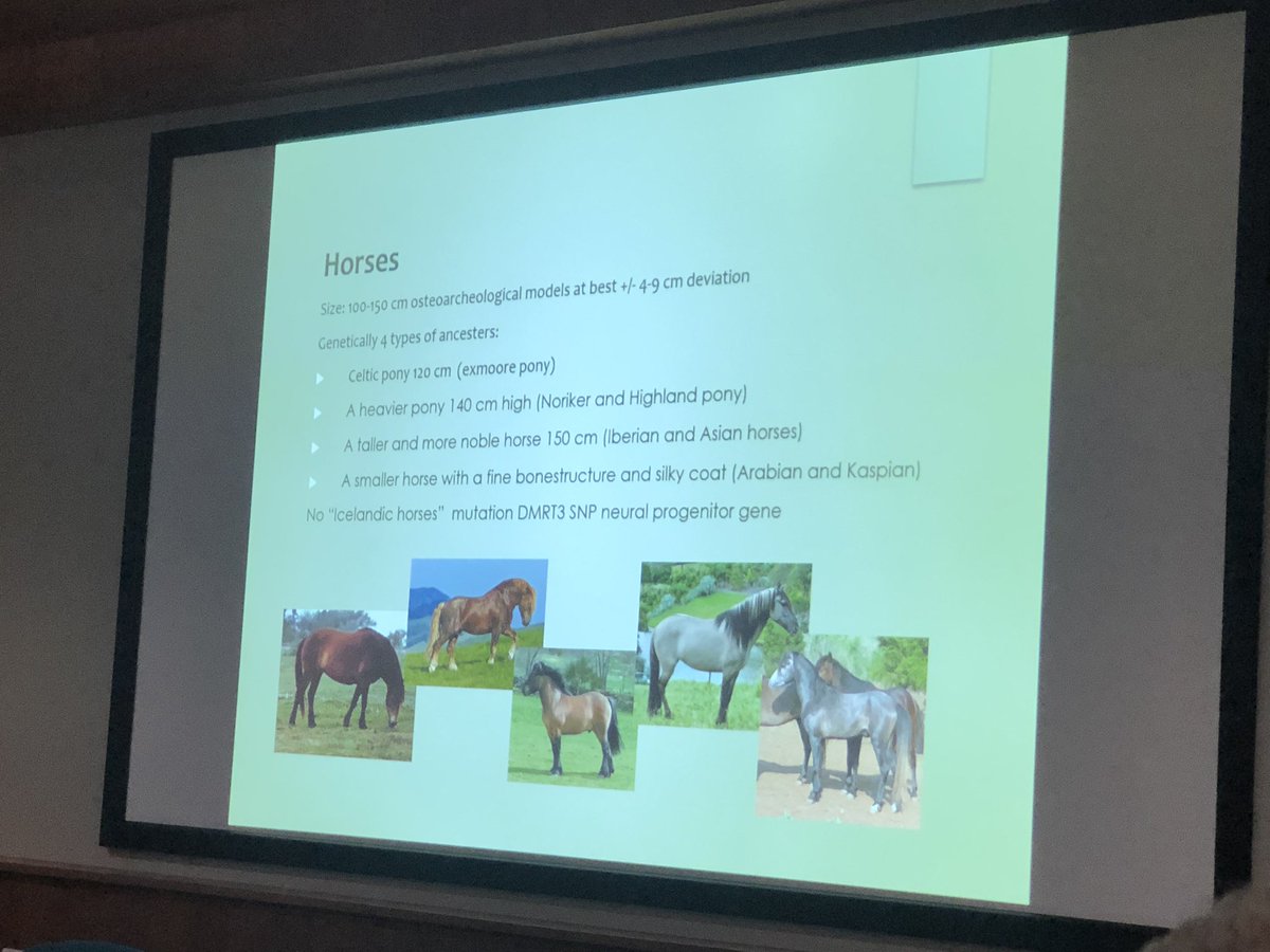 cassidycroci's tweet photo. Final plenary of the day was Maria Nørgaard on Viking Age horse harnesses, wagons, and sleighs 🛷! Lots of horse 🐴 pics #JVF20 https://t.co/cczWho1thH