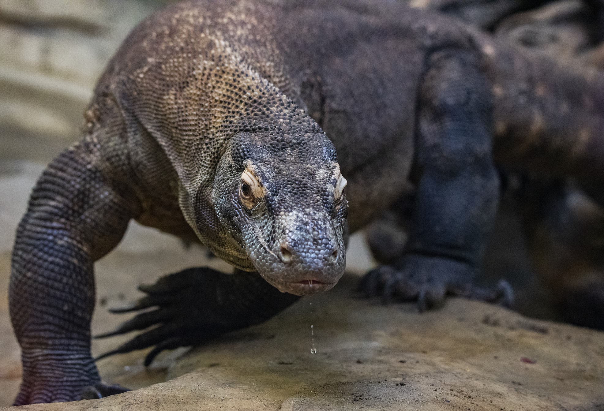 Calgary Zoo on Twitter: Calgary Zoo on Twitter: