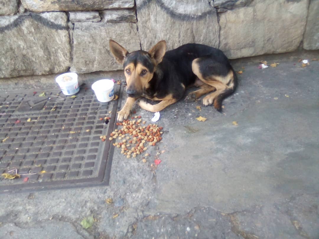 anitavidalp's tweet photo. Por favor alguien en la zona d La Trinidad por la calle d Plan Suárez acaban e atropellar a este cachorrito quien tomó la foto lo movió a la será y colocó agua y comida pero lo dejo ahí  necesita ayuda #FelizDomingo #BuenosDiasATodos #Caracas #venezuela @Ma_Elisa_G @PerroUsuario https://t.co/2GburoNwD4