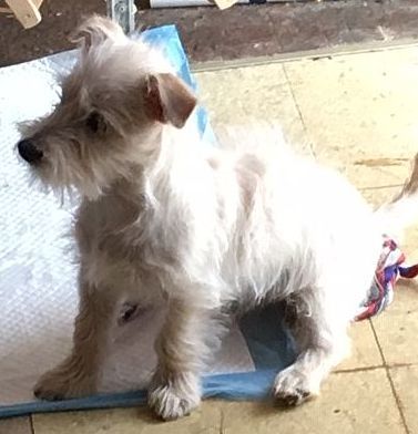 nyshelterpets's tweet photo. 🐕 Come pick up #SKAMP today! #doglovers He needs your help! #adoptdontshop 😋 https://t.co/1YY9iRpzAs https://t.co/KVhLqFVj1X