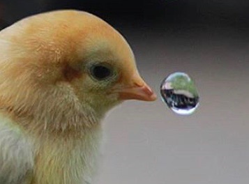 Thinking of Debussy's Reflets dans l'eau