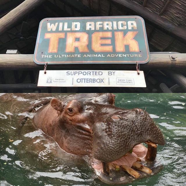 MarcellaTravels's tweet photo. Happy Sunday! Let’s talk about some add on adventures at Walt Disney World! In Disney’s Animal Kingdom, you can enjoy a privately guided expedition. On this 3 hour VIP tour you can experience a view of wild animals in their natural habitat such as; giraf… https://t.co/haHhgXzfQa https://t.co/dVBtJJuNwK