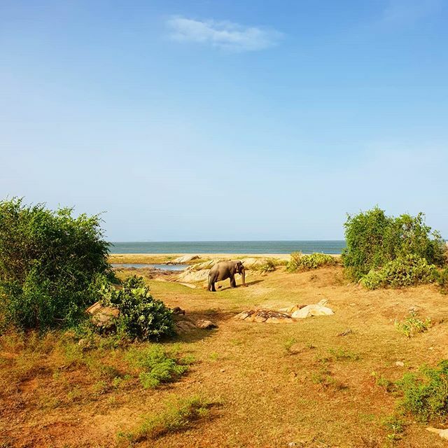 blueturtlehotel's tweet photo. Yala National Park.

#safari #elephant #nature #ocean #traveler #blueturtlehotel #animal #naturelovers #animallovers #jungle #asia #srilanka https://t.co/mWlY7hSH2P https://t.co/Uz52nWndyb
