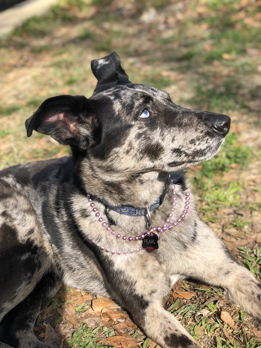 CaptSunshine90's tweet photo. Poser staring at the squirrels #mardigrasdog https://t.co/x2Wv5mvV3g