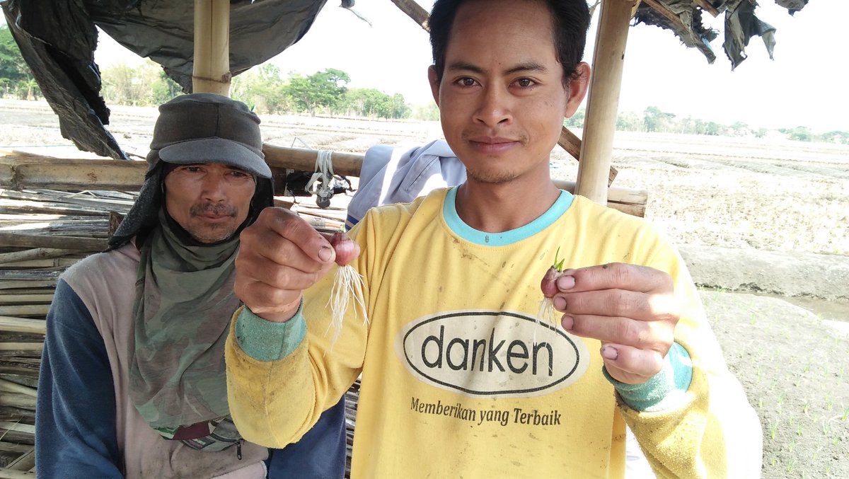 Saad_Magfuri's tweet photo. Hasil demoplot produk PT. UPL INDONESIA efikasi SAAF 75 WP
Pada tanaman bawang merah Bp. Romdhoni dk.Ngariboyo Ds.Werdoyo kec.Kebonagung Demak
Pendampingan untuk kesuksesan petani
By 
SAAD MAGFURI
#sahabatpetani
#hortikultura https://t.co/c1ktUYIYwZ