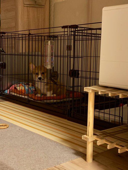 ライがまだちったいので隣の部屋で寝起きして見守ってるけどあっちも見てる(笑)

いいから寝れ  吐いちゃったから気持ち悪いかしら 