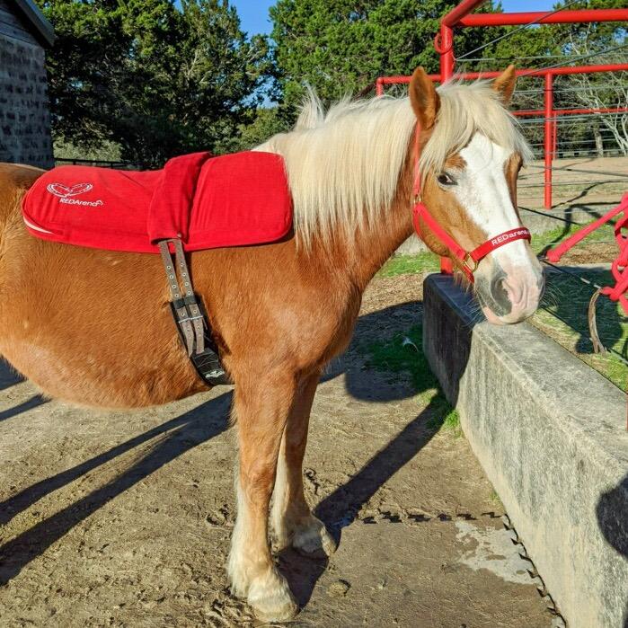 REDarenaTX's tweet photo. Spring at RED Arena https://t.co/gAYekMbS4A https://t.co/gPRNdgputY