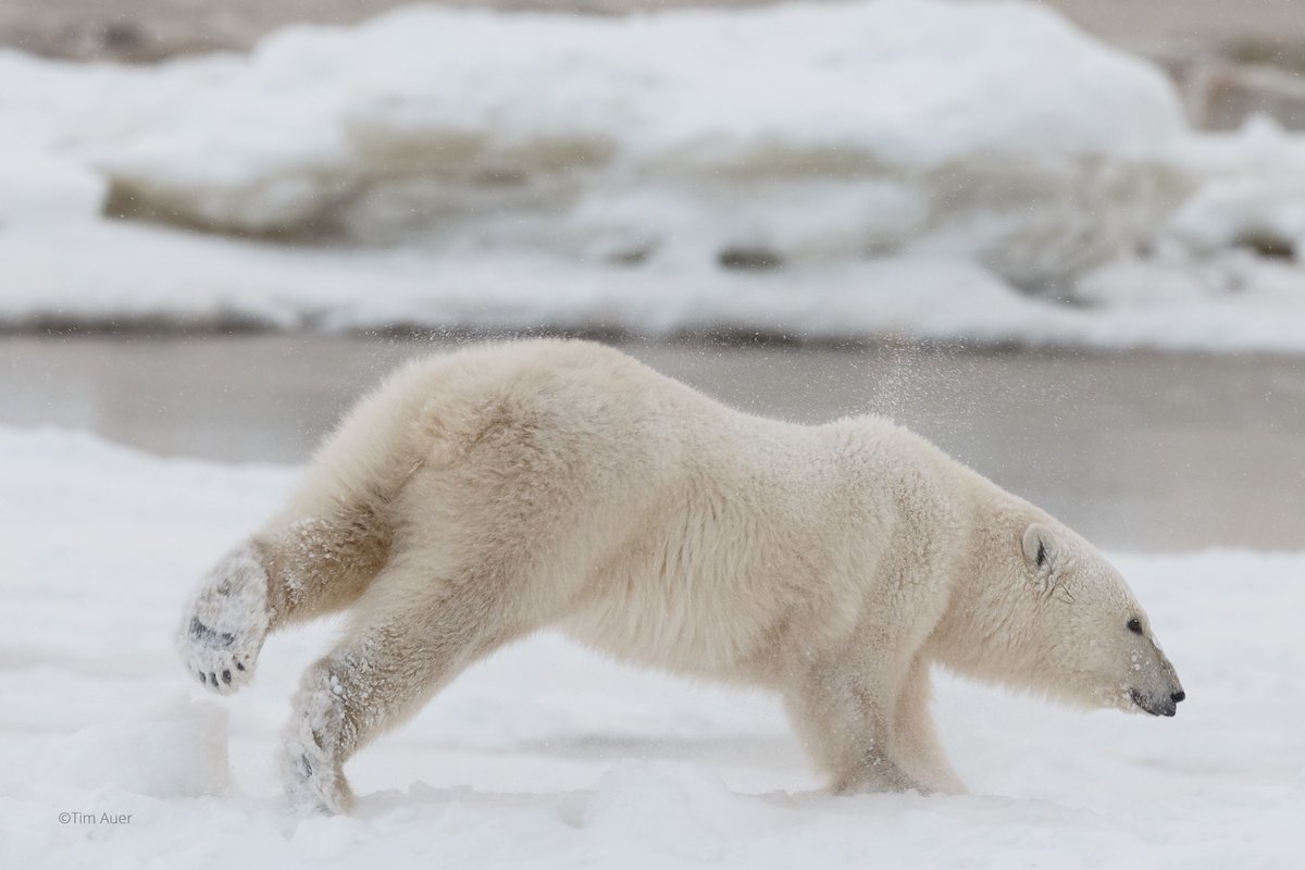 PolarBears's tweet photo. 10 facts to countdown to International #PolarBearDay, Feb 27th!
.
FACT 6: Polar bear paws have no-slip treads. Their paws are huge, fuzzy, and have black footpads covered by small, soft bumps known as papillae. Papillae grip the ice and keep the bear from slipping. https://t.co/9hIkjFkDl3