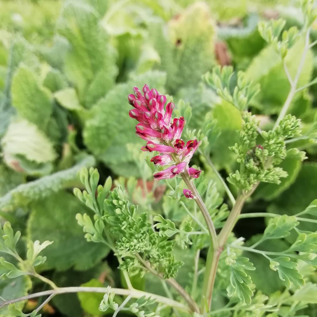 fondonatural's tweet photo. El día se alarga y comienzan a brotar y abrirse las primeras #flores, muy buscadas las #abejas en las horas más calidas. Dientes de León, margaritas, alhelis, violetas, fumarias... #MiniReservas #Wildcities #xercessociety #garden #biodiversidad #bees #flower #cienciaciudadana https://t.co/e4aM3MeKlh