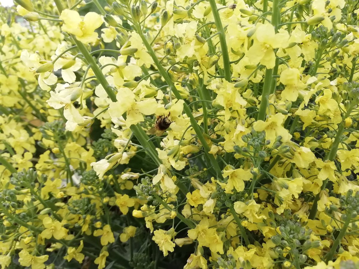 fondonatural's tweet photo. El día se alarga y comienzan a brotar y abrirse las primeras #flores, muy buscadas las #abejas en las horas más calidas. Dientes de León, margaritas, alhelis, violetas, fumarias... #MiniReservas #Wildcities #xercessociety #garden #biodiversidad #bees #flower #cienciaciudadana https://t.co/e4aM3MeKlh