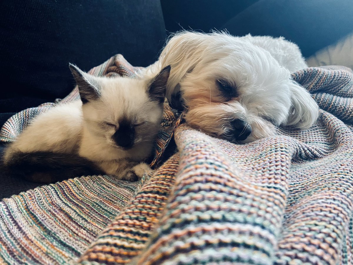 sarajcox's tweet photo. Peggy &amp; Dolly. Snooze buddies. Official. https://t.co/1kTeVN61KV