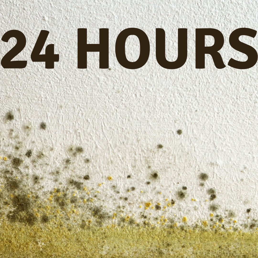 Arkansas Restoration Services Inc. on Twitter "Mold starts to