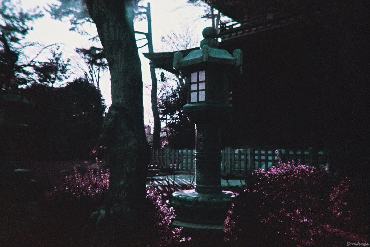 surudenise's tweet photo. My first roll of film in Tokyo, ended up looking like a fantasy world https://t.co/Px0p1m9b12