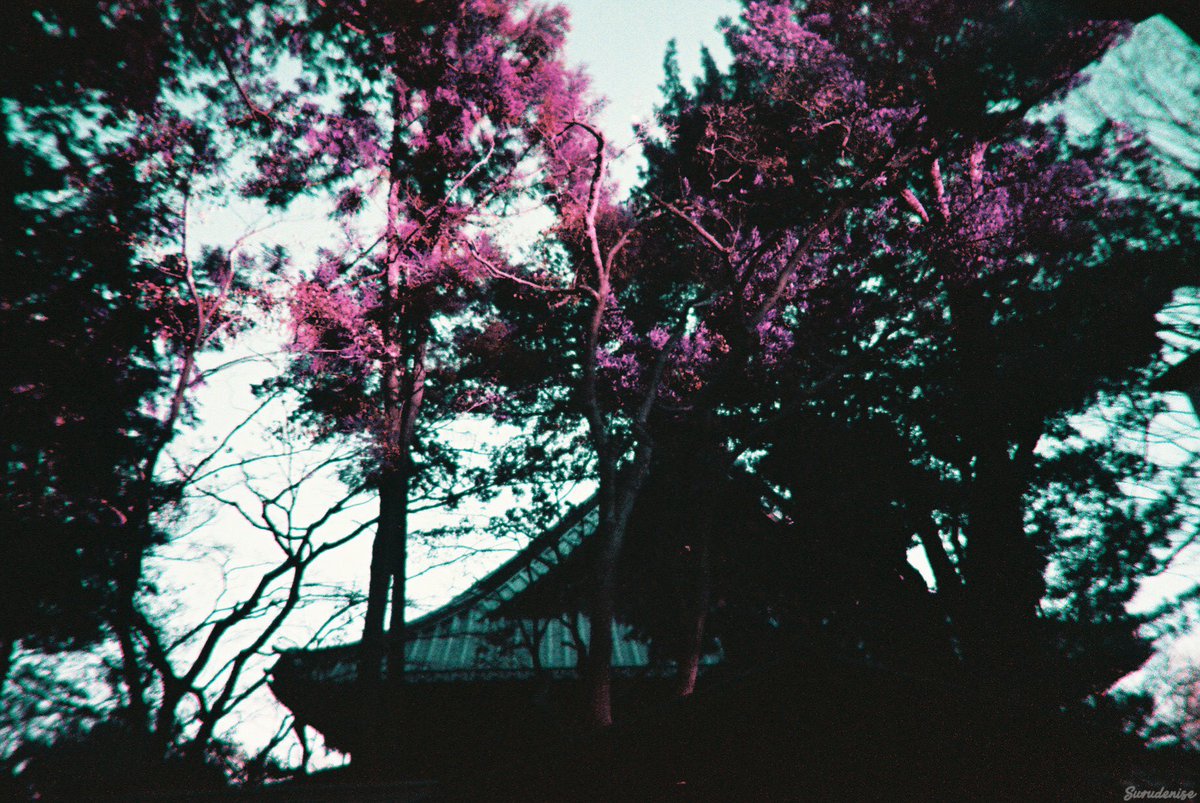 surudenise's tweet photo. My first roll of film in Tokyo, ended up looking like a fantasy world https://t.co/Px0p1m9b12