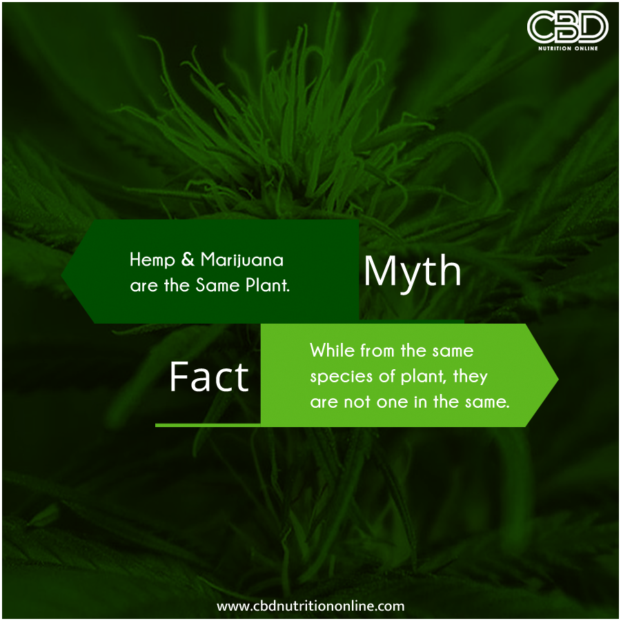Myth about Hemp plant...
#cbd #cbdnutritiononline #cbdoil #cbdgummies #cbdcoffee #cbdproducts #cbdfordogs #cbdlotion
#cbddosage #cbdforarthritis #organic #cbdcures #cbdheals #mentalhealth #healthbenefits #cbdhealth
#cbdmovement #cbdtea #cbdhoney #cbdlife #cbdedibles #cbdhelp
