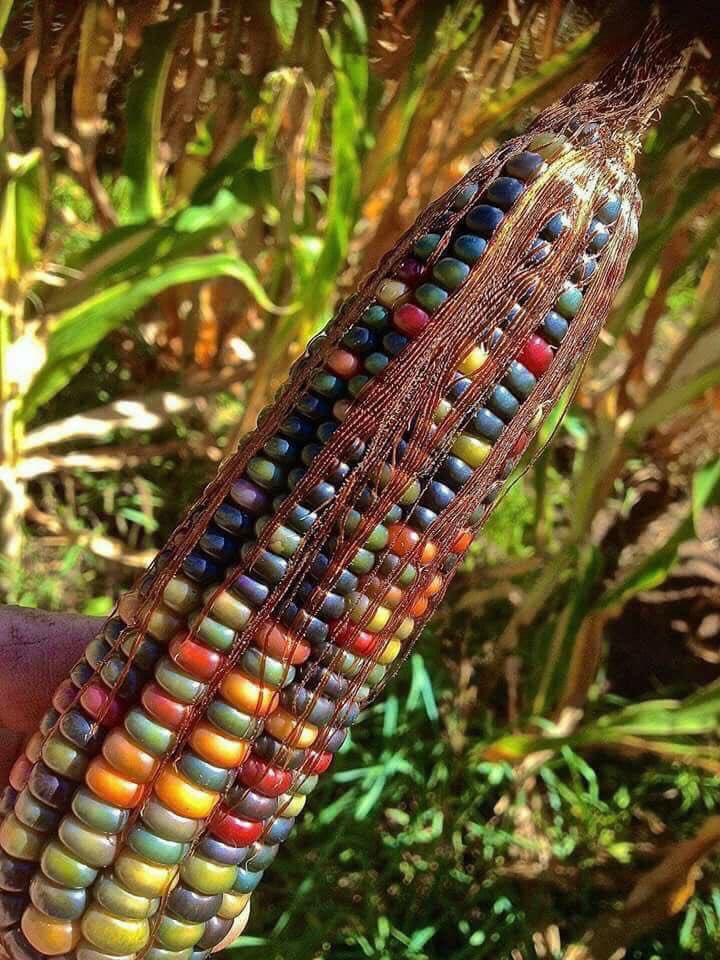 AnaLorena's tweet photo. Esta variedad de elote se llama “Gema de Vidrio”. ¡Es hermoso! https://t.co/SYZqEoHLkC