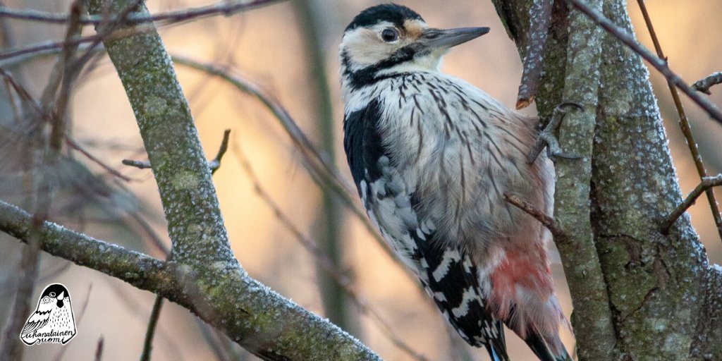 Dendrocopos leucotos
Valkoselkätikka asuu vanhoissa lehdoissa ja lehtipuuvaltaisissa metsissä. Se syö lahopuussa eläviä hyönteisiä ja toukkia. Laji on vaarantunut lahopuun vähenemisen vuoksi. Edistä lintujen suojelua Suomessa: birdlife.fi/liitytaitue/
Kuva: Atte Laaka