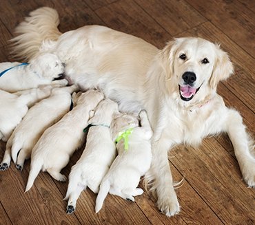 delivery_dog's tweet photo. At @delivery_dog we deliver as much quantity you shop, 
place your order now and be rest assured ..
never too late if you don't have any pup, you can also shop if you have any one, we have a lots of dogs both for protection..shop now https://t.co/NkxdeLMPMy https://t.co/7QZC6Ux804