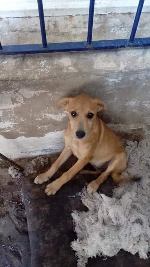 ruizclaumaria's tweet photo. La van a tirar a la calle junto con su hermanita si no  le consigo hogar😪
Son dos cachorras de 5 meses...no tienen para darles de comer...😪😪
Zona bella vista 1161251173 https://t.co/hq5DjnMVOX
