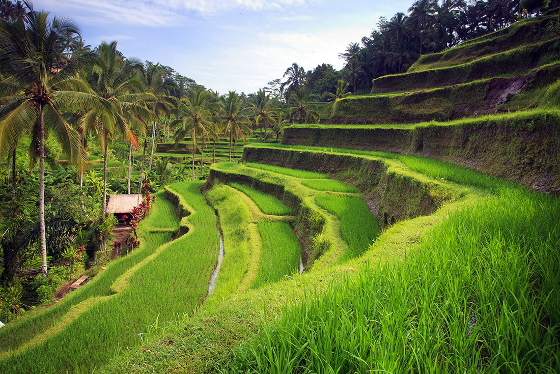 Travel to Bali and discover Indonesia's beautiful island escape. Dotted with small, character-filled villages, smouldering volcanoes rising out of lush rich fields, idyllic beaches and colourful reefs, Bali is the perfect island getaway. 
imaginative-traveller.com/trips/beautifu…

#BeImaginative