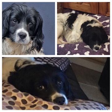 MADRADogRescue's tweet photo. We did a recent appeal for a special #foster home for one of our most vulnerable -Abu who struggled to trust in human kindness
Happy to say that Abu has opened up his heart to them and they love him too❤️🏡
Abu has found his forever home
#AdoptDontShop #Dogs #HomeSweetHome https://t.co/tPr48l0xyX