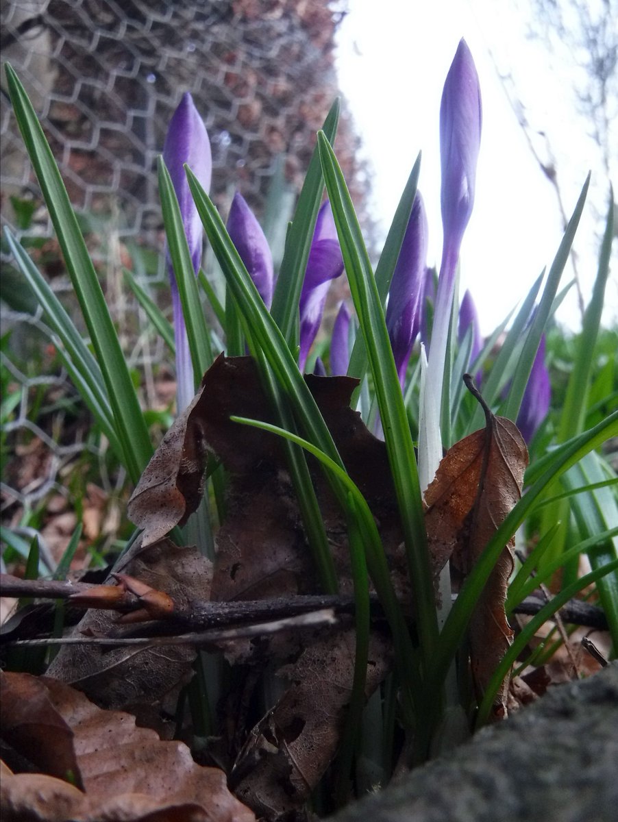 WeeDragon_J's tweet photo. Apart from the sparrows liking the yellow ones I seem only to have purple crocuses growing this year 💜 https://t.co/AAY0MzDdji