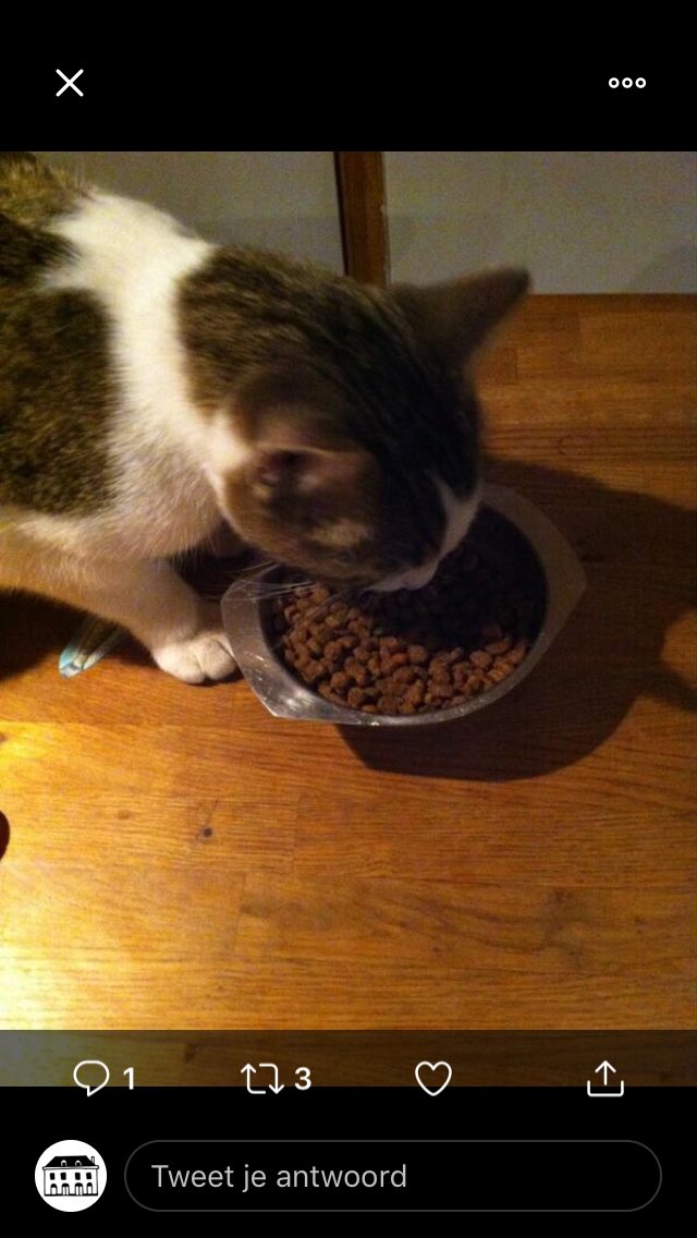 parelvanzuilen's tweet image. Iemand onze Henk gezien. Hij is weg sinds vrijdagavond. Hij is groot, weegt wel 8 kilo en is gecastreerd. Op de foto’s is hij nog jong.