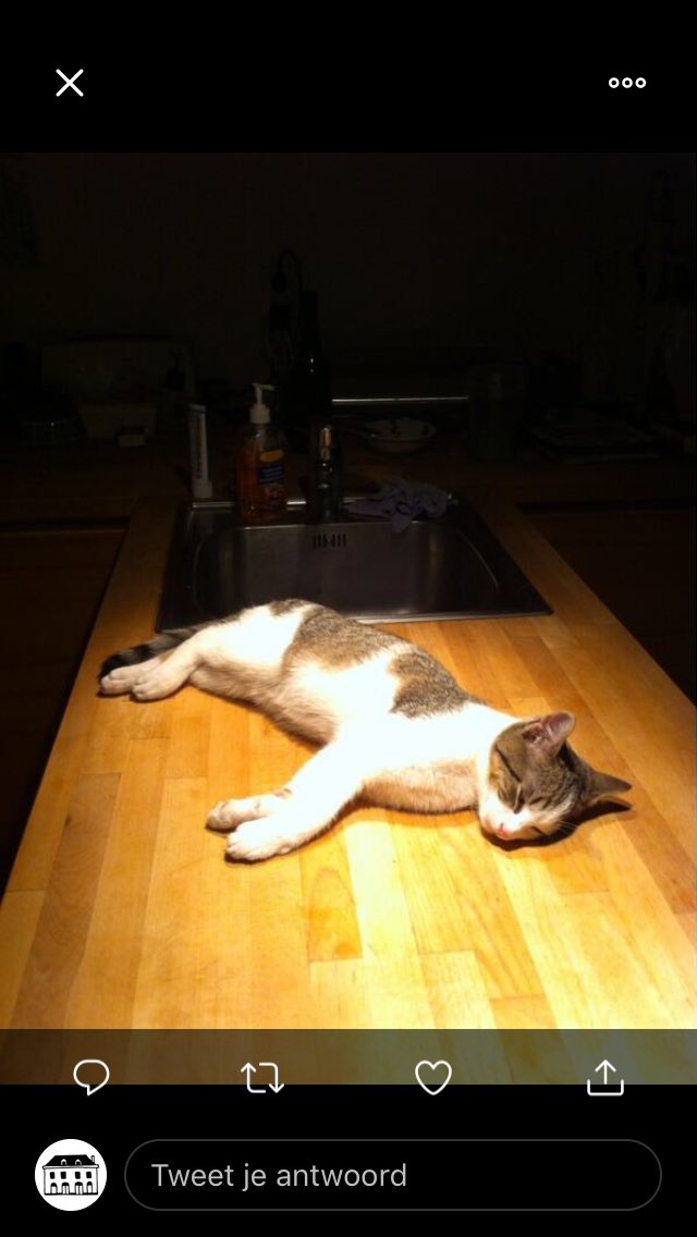 parelvanzuilen's tweet image. Iemand onze Henk gezien. Hij is weg sinds vrijdagavond. Hij is groot, weegt wel 8 kilo en is gecastreerd. Op de foto’s is hij nog jong.