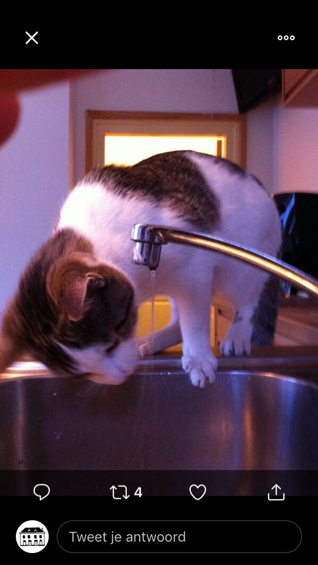 parelvanzuilen's tweet image. Iemand onze Henk gezien. Hij is weg sinds vrijdagavond. Hij is groot, weegt wel 8 kilo en is gecastreerd. Op de foto’s is hij nog jong.