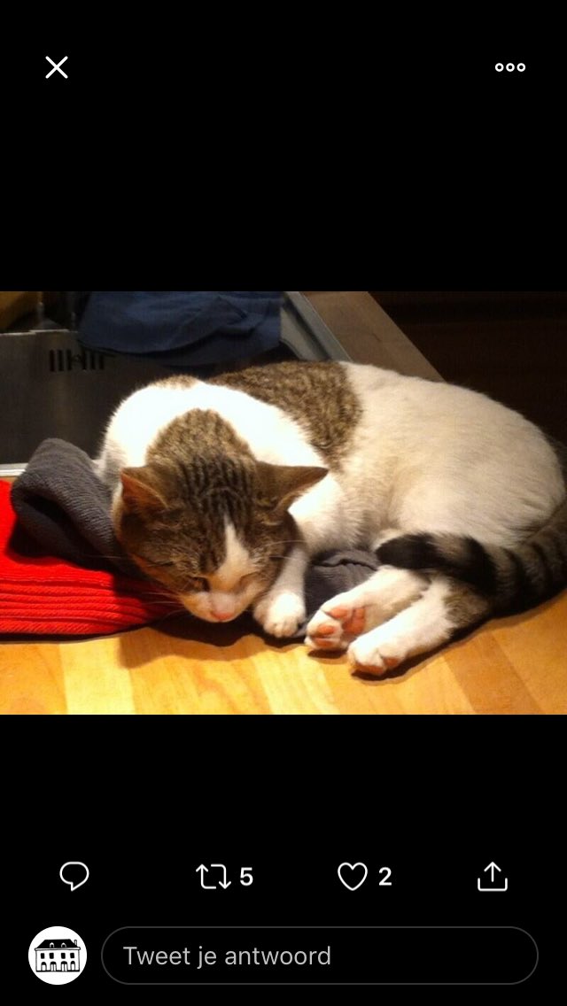 parelvanzuilen's tweet image. Iemand onze Henk gezien. Hij is weg sinds vrijdagavond. Hij is groot, weegt wel 8 kilo en is gecastreerd. Op de foto’s is hij nog jong.