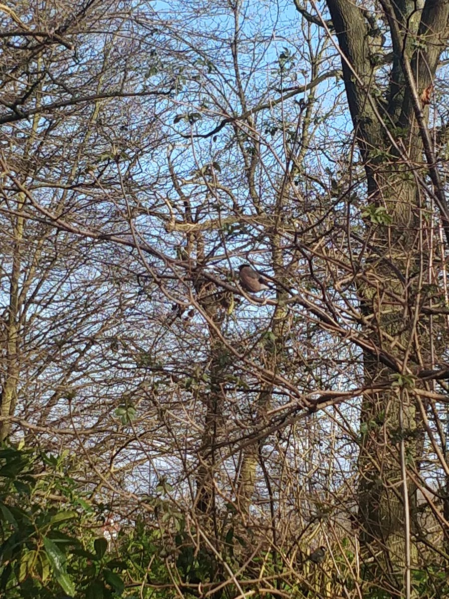 alice_watson14's tweet photo. Amazing day at @NEE_Naturalist as part of @RedSquirrelsUtd Red Squirrel Knowledge Fair. Saw no squirrels but met passionate volunteers, saw long-tailed tits and my first ever bullfinch. #redSquirrelGirl https://t.co/aMhq7ujenU