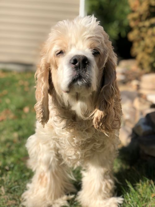 Cocker Spaniel Pics tweet media
