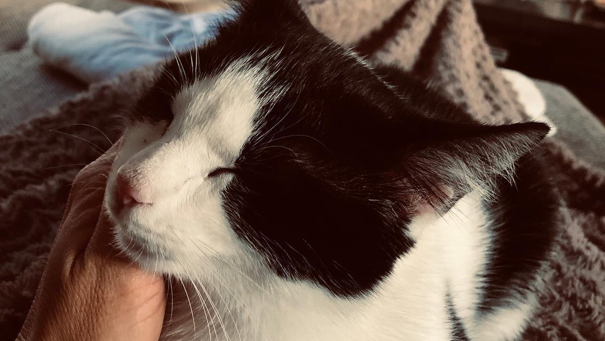 wir-lieben-katzen.de tweet media