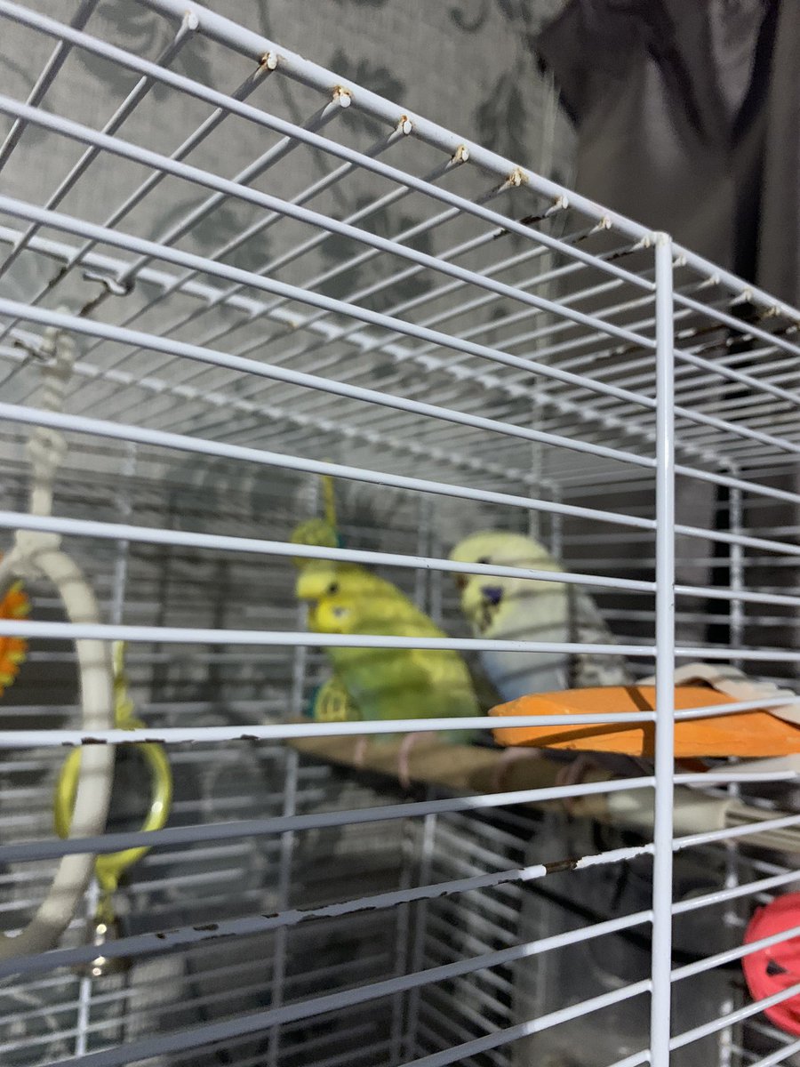 nickywolko's tweet photo. Welcome to our family the new #TweetyBlinders #JohnnyDogs aka @PackyLee and #Sandra (the maid behind the curtain) π€£π€£π€£ Johnny Dogs and Sandra #budgies https://t.co/3fVoVoqkkn