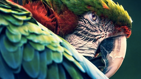 WLC_Wildlife's tweet photo. “If we can teach people about wildlife, they will be touched. Share my wildlife with me. Because humans want to save things that they love.”  ― Steve Irwin
.
Photo by @of_shadow_and_light https://t.co/6URiq7JoS3