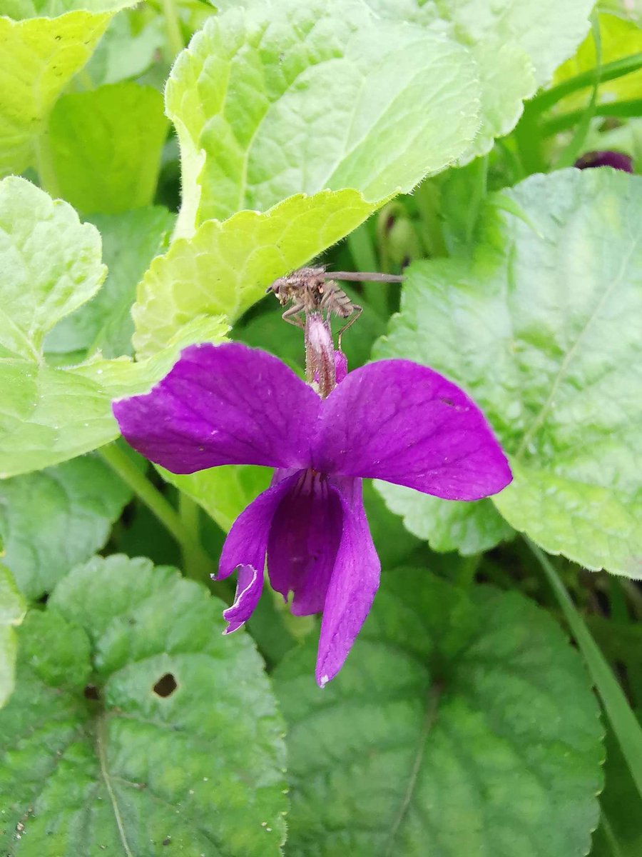 haveyouzena's tweet photo. Beautiful wild violets, I pass them every day but managed to stop and take a pic today. I had no idea I’d caught another little visitor in the shot #wildflowerhour https://t.co/VzFmhoKNGf