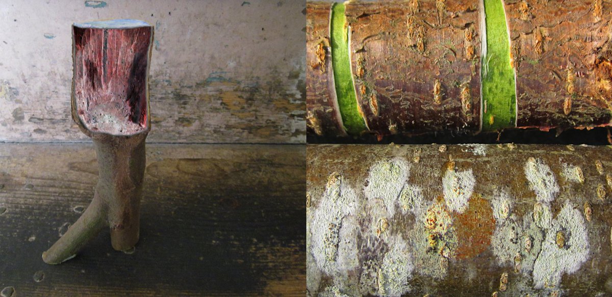Remy Dean 🏴☠️ (@deanauthor) on Twitter photo Meaning begins to grow from the seeds of thought. Work in progress for #UnusMultorum #exhibition <a href="/plasbodfa/">@plasbodfa</a> ...first inklings of what is to be revealed this April... #Celtinau Meaning begins to grow from the seeds of thought. Work in progress for #UnusMultorum #exhibition <a href="/plasbodfa/">@plasbodfa</a> ...first inklings of what is to be revealed this April... #Celtinau