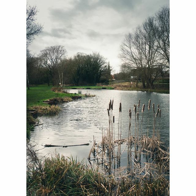 Pond in Queen Elizabeth park.

Taken with @lumixuk GX80 +12-32mm.

Prints ➡️ etsy.me/2mVta9e

#pondlife #duckpond #pondsofinstagram #queenelizabethpark #wyndhampark #grantham #reeds #fishinguk #noswimming #lincolnshire #lincolnshirewalks #lincol… ift.tt/2vcHMou