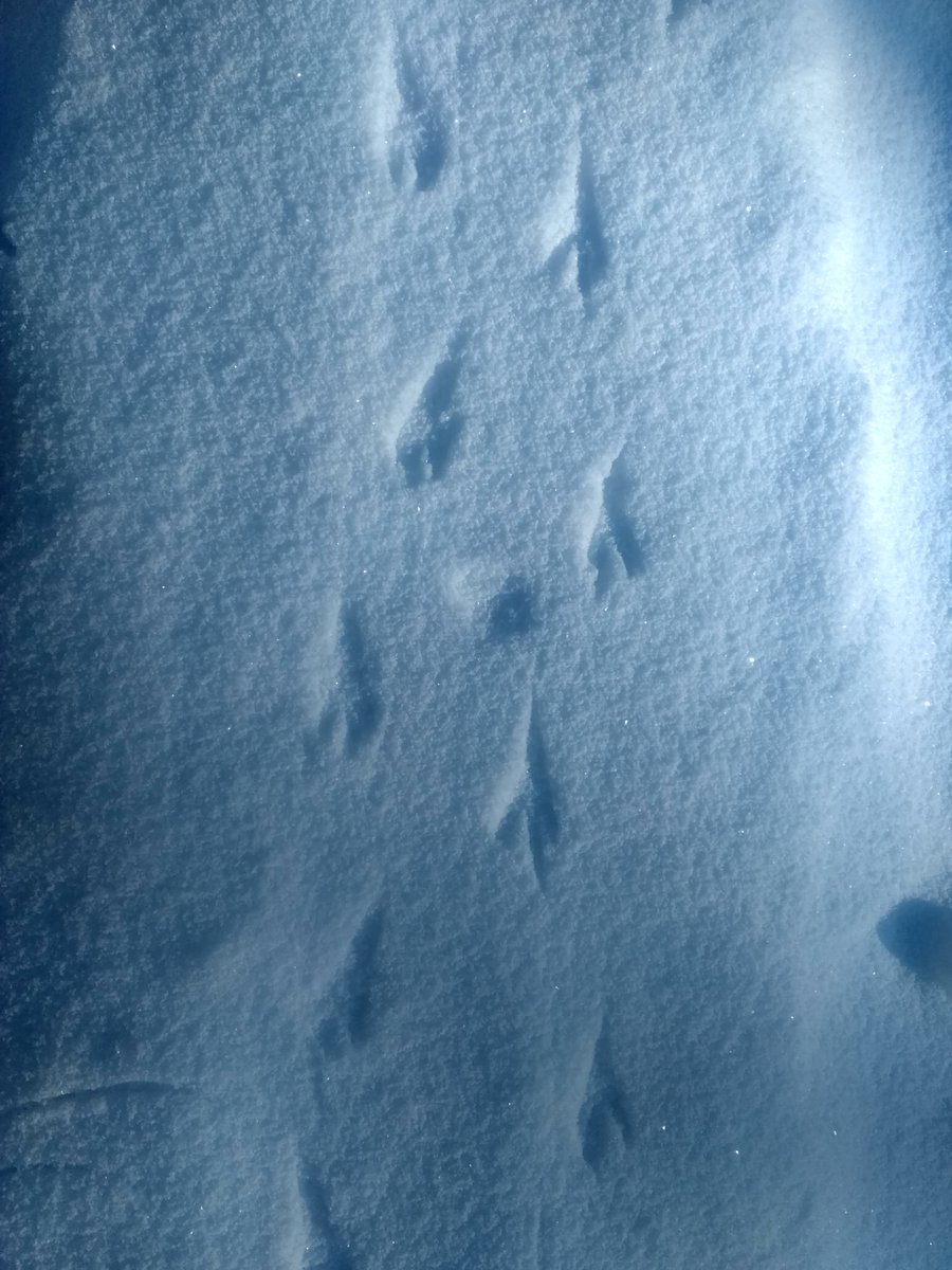 Руслан Шарифулин tweet media