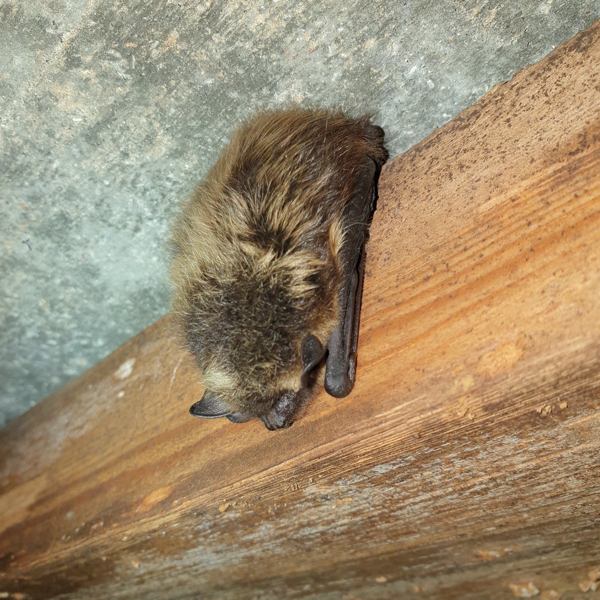 luomus_zoology's tweet photo. @luomus volunteers counted more than 400 hibernating #bats in the bunkers of #Salpalinja , SE Finland during the weekend - the record of all time! Most common species was the #NorthernBat Eptesicus nilssonii @lajitieto @helsinkiuni #batmonitoring #biodiversity https://t.co/1fcOl5KZeN