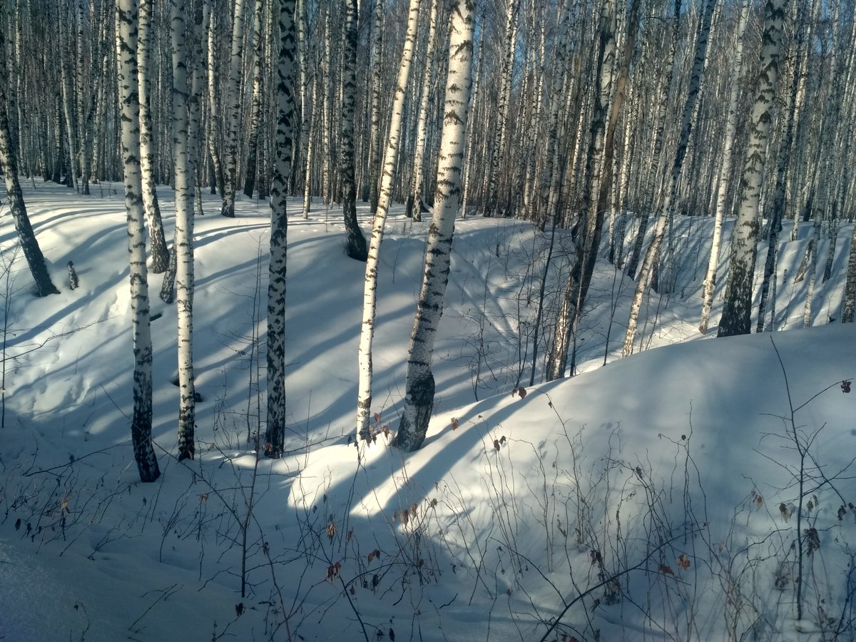 Руслан Шарифулин tweet media