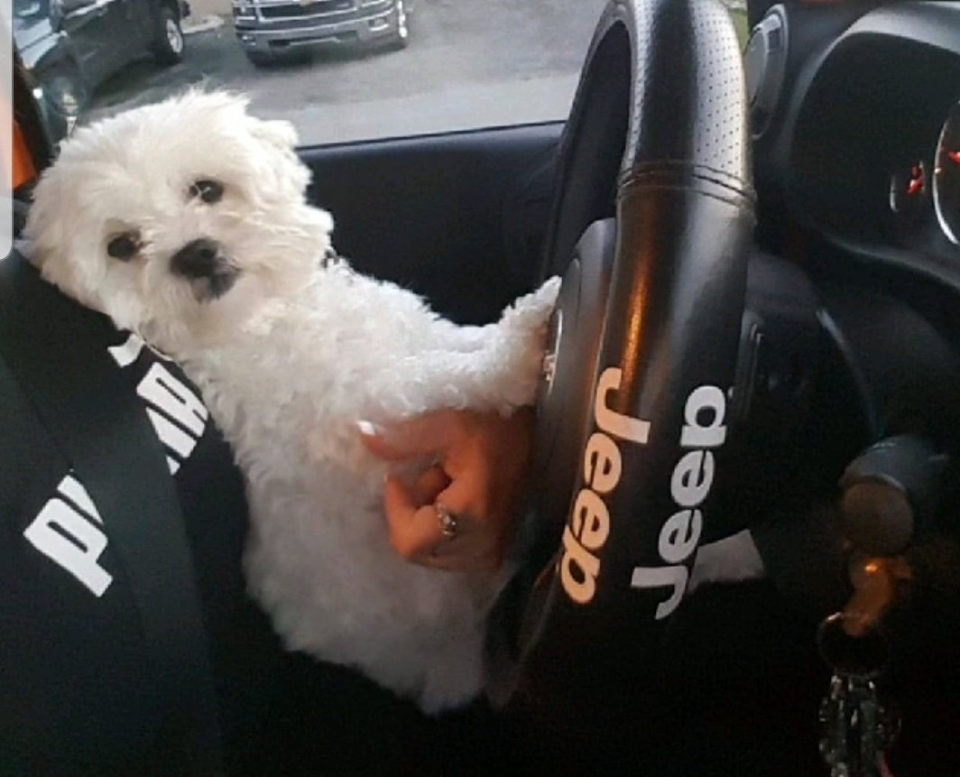 ADHD123SUE's tweet photo. #ItsAllFunUntil MOM started the jeep and I had to sit in the back. https://t.co/YAB3OVSjEA