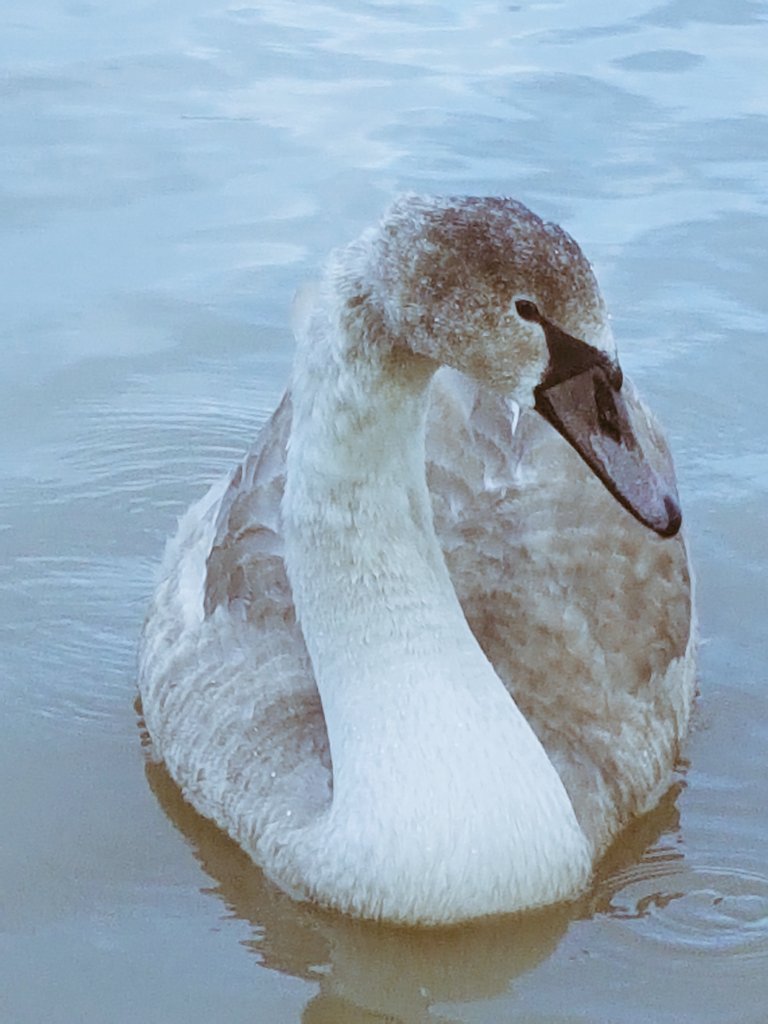 Sirena45988895's tweet image. Thank you so much dear Twitter friends
@thanosar 
@BaleC59997426 
for liking and wish beautiful evening, good night🕊🦄🙏🏼🙏🏼🙏🏼