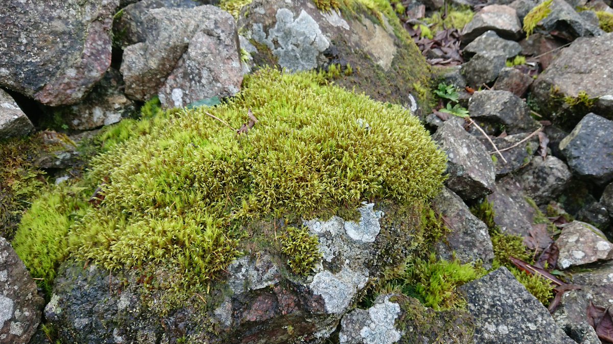 Wooly fringe moss (RACOMITRIUM LANUGINOSUM) growing on rocks at North quarry on the malvern Hills today @BBSbryology @MalvHillsTrust